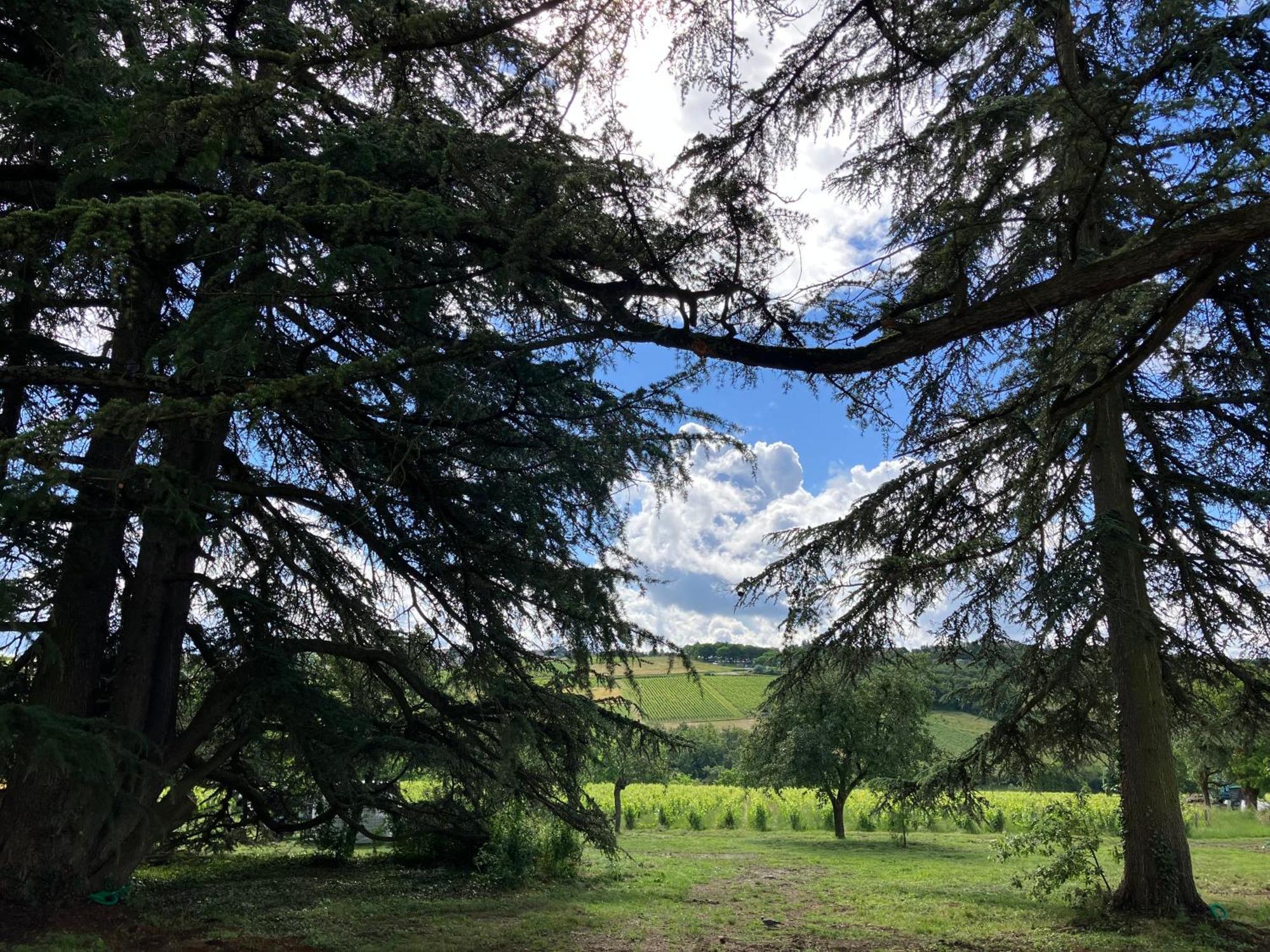Les Cedres *